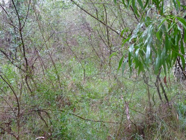 Endangered Woodland of Cumberland Plain, Western Sydney 